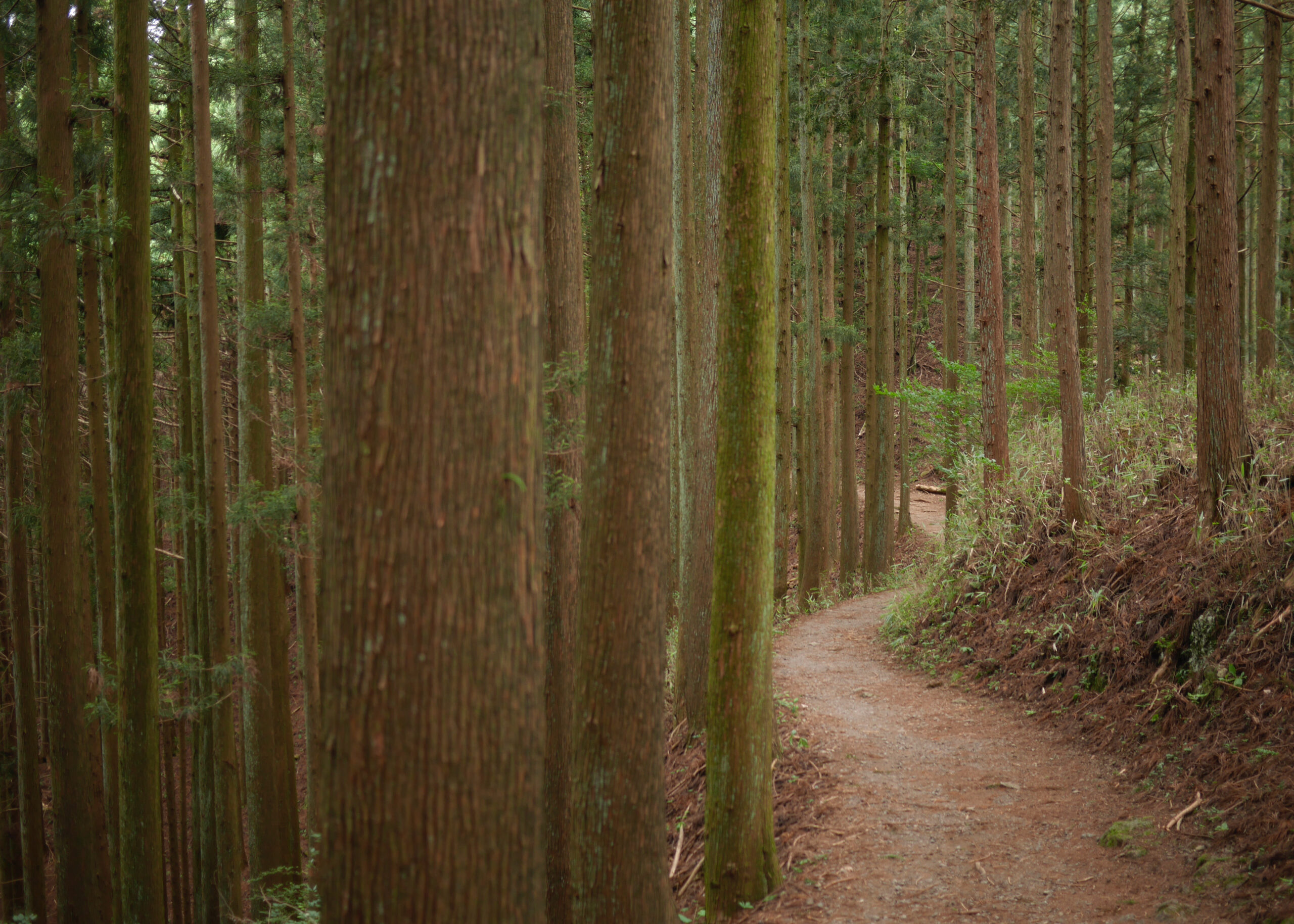 The Best 25K Mountain Training Run in Tokyo