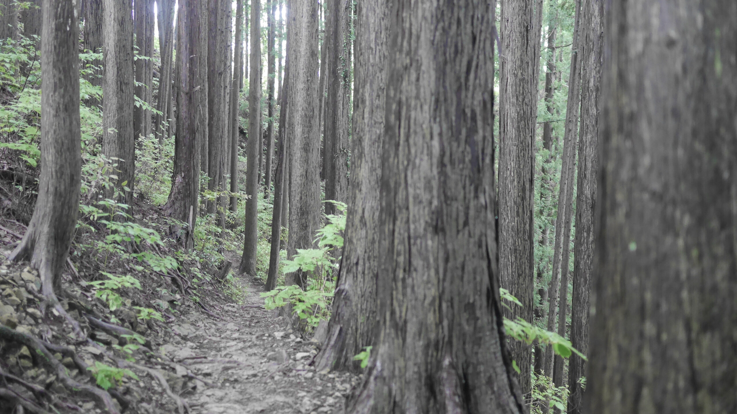 Hasetsune Course from Imakuma to Iriyama Pass