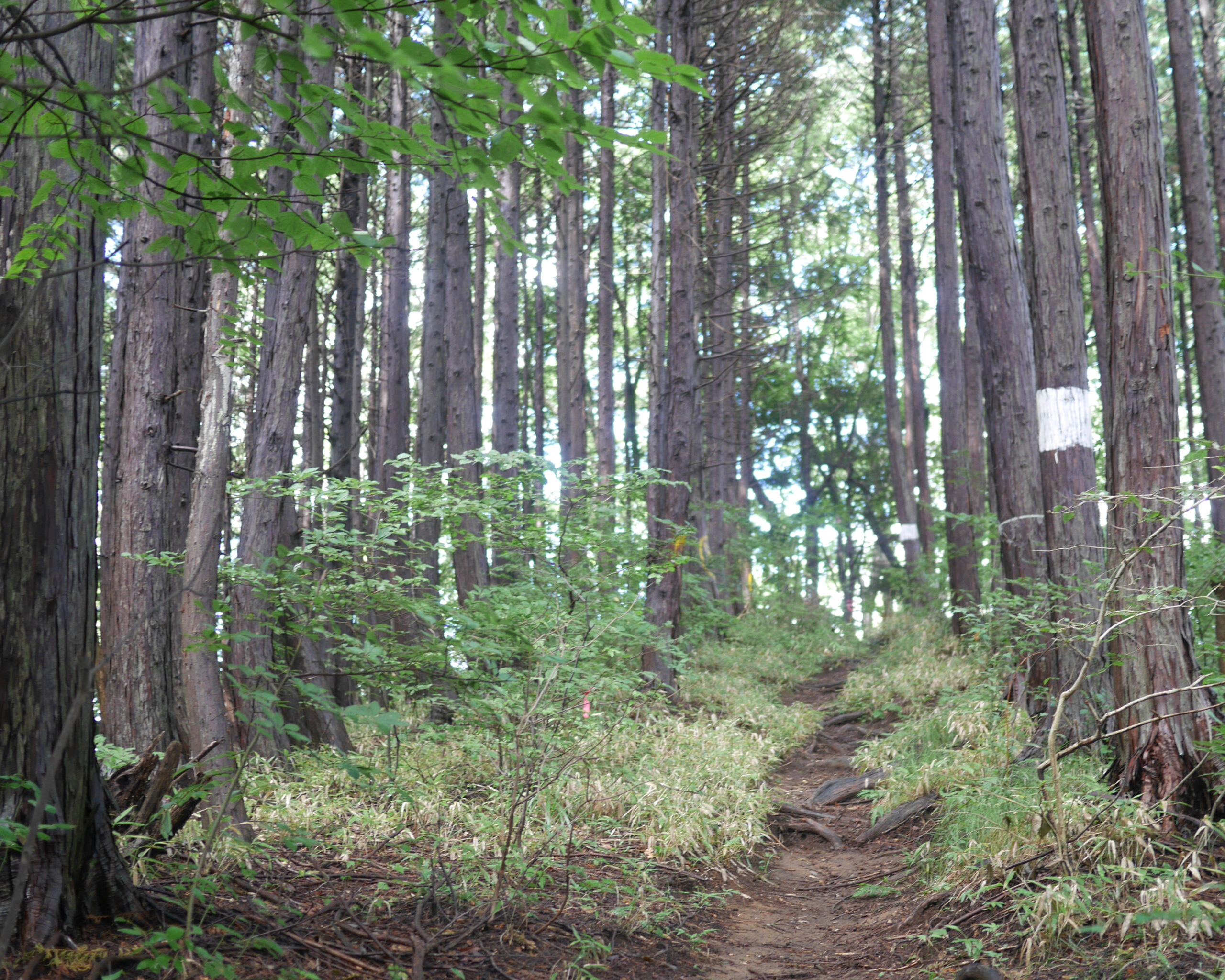 Relentless up and down section of the Hasetsune Course