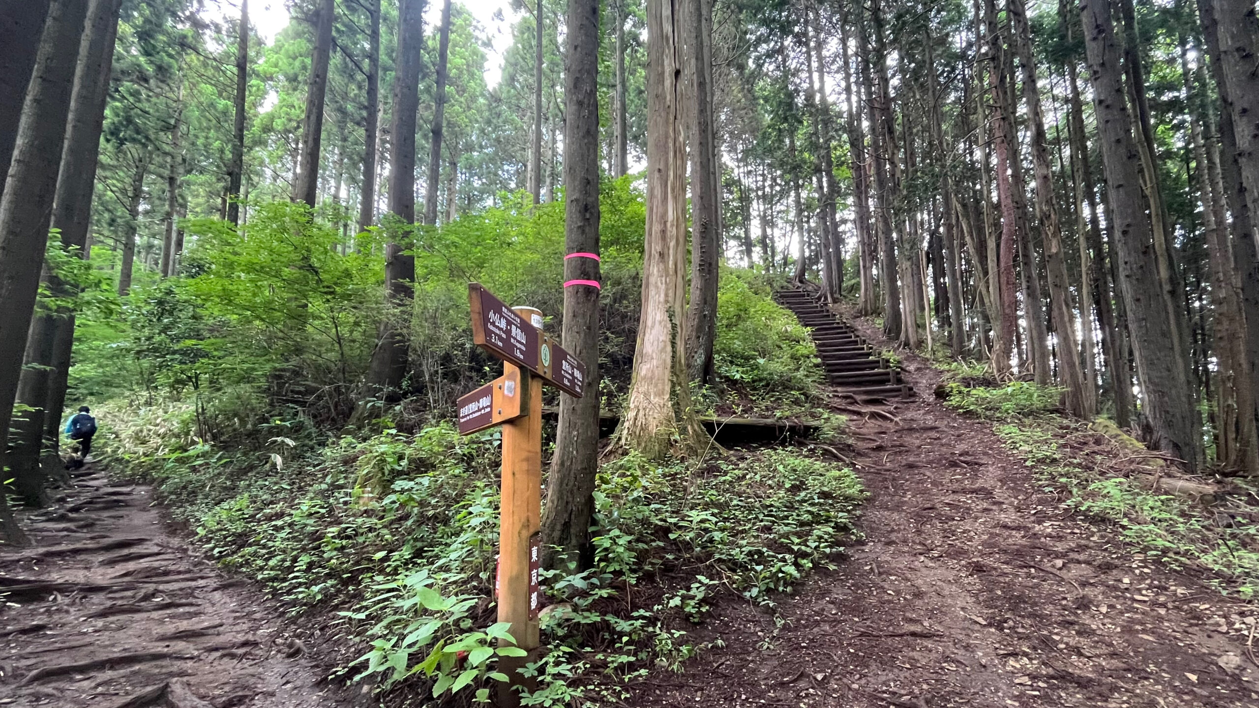 A Winding Road: まき道 - MakiMichi