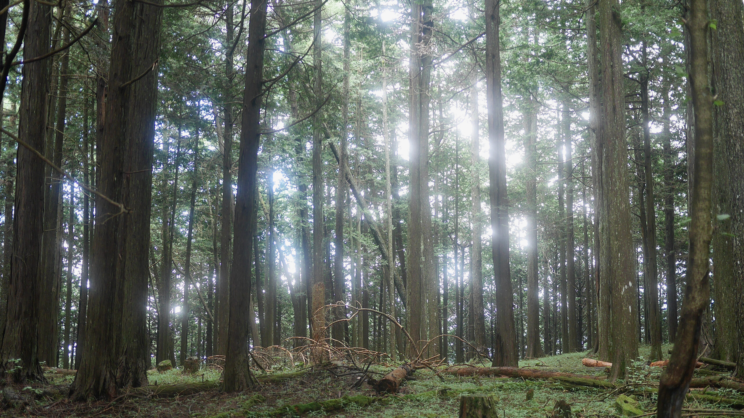 Hasetsune Course: Mt Gozen to Odawa