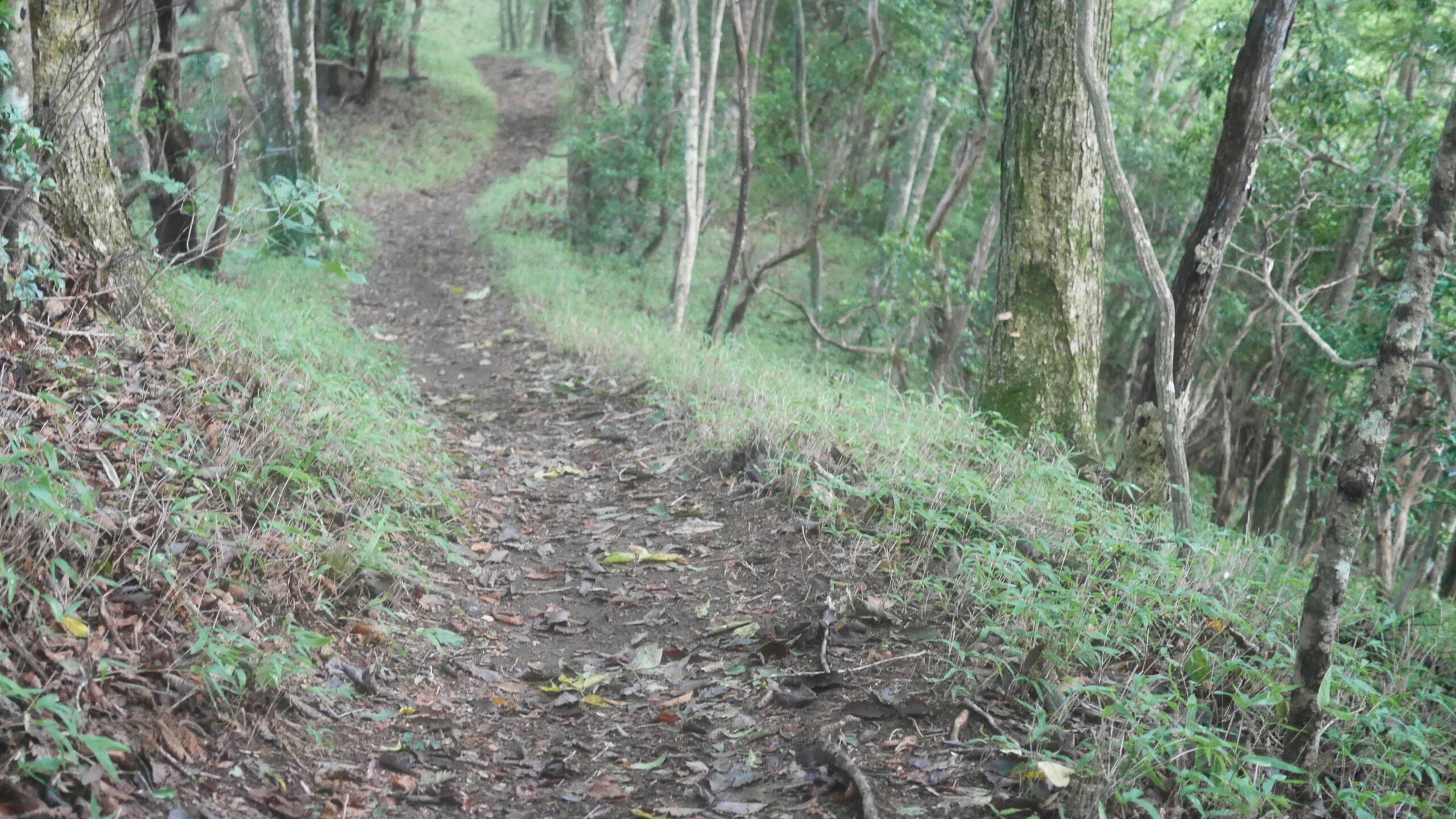 Hasetsune Course: Odawa to Mt Otake